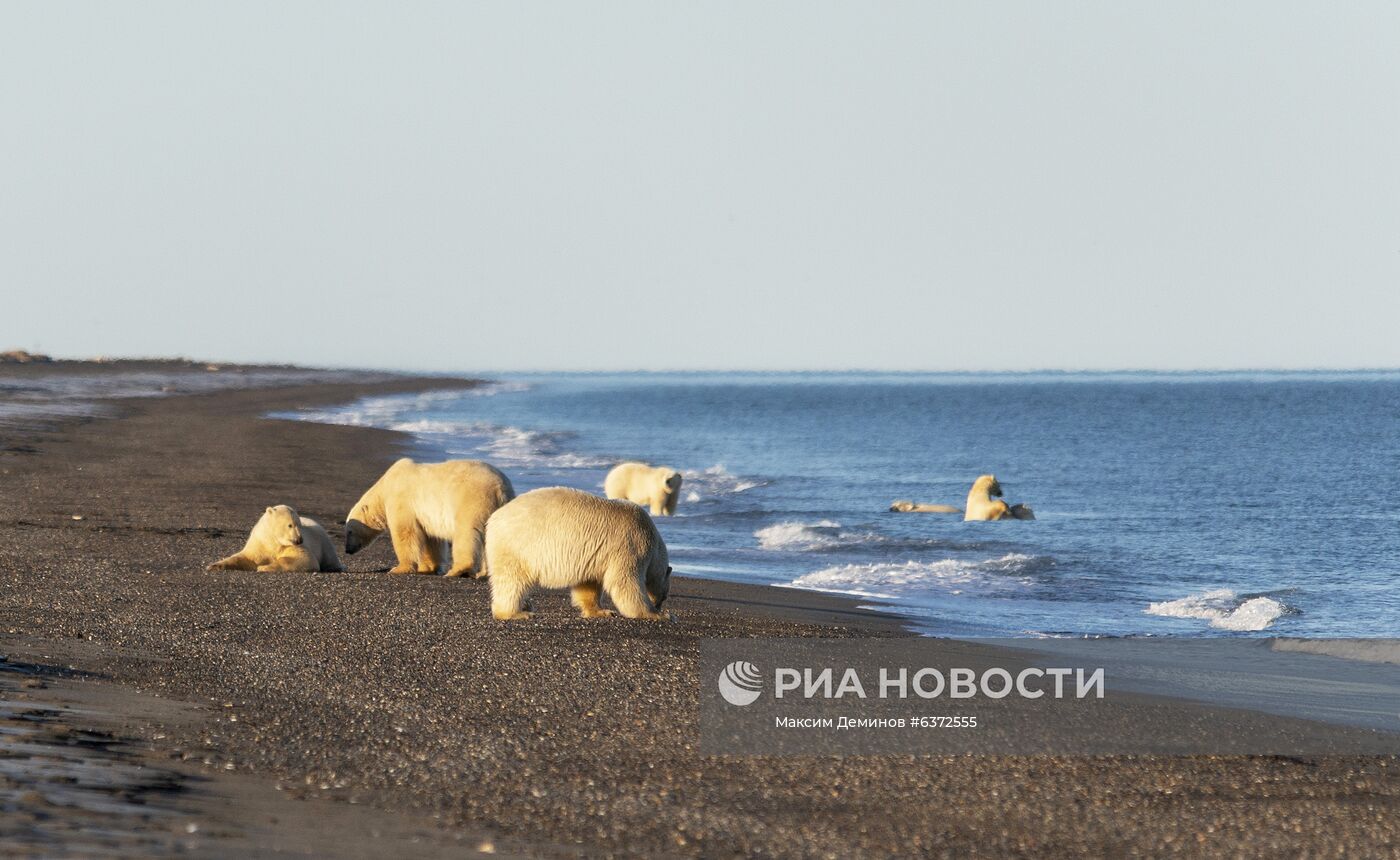 Около 50 белых медведей собрались у чукотского села из-за мертвого кита