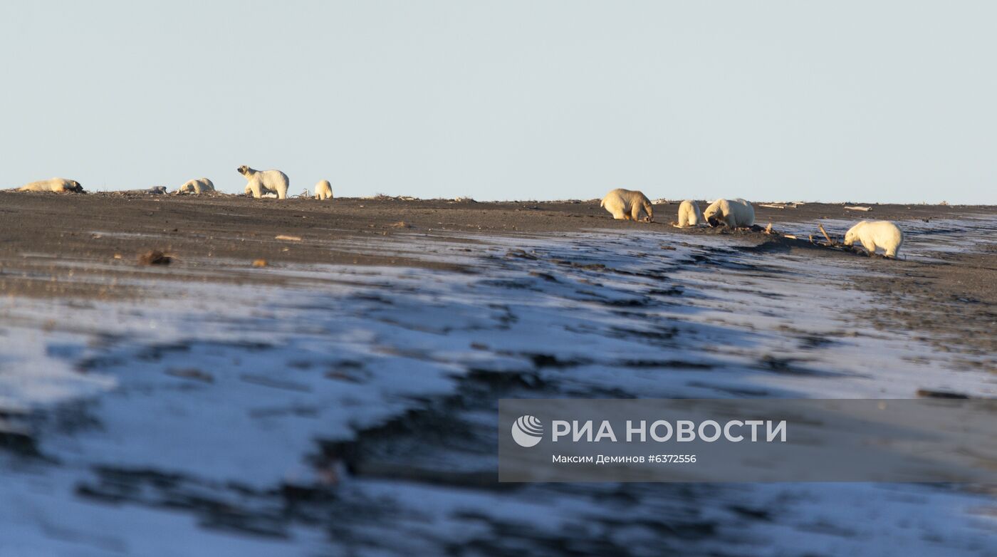 Около 50 белых медведей собрались у чукотского села из-за мертвого кита