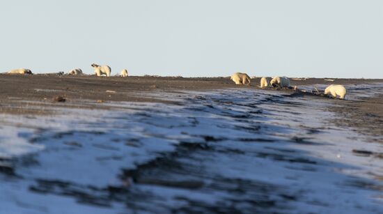 Около 50 белых медведей собрались у чукотского села из-за мертвого кита