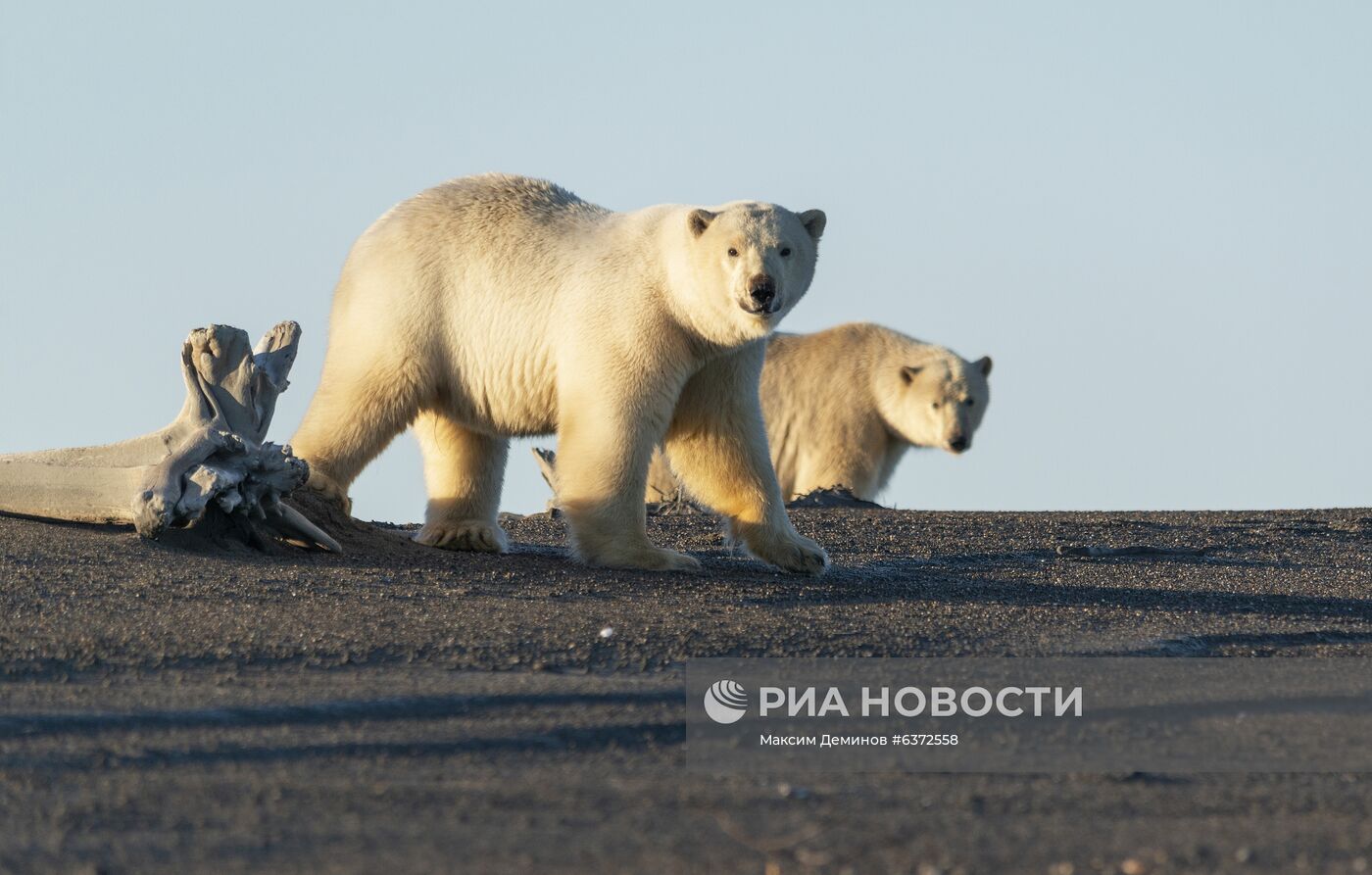 Около 50 белых медведей собрались у чукотского села из-за мертвого кита