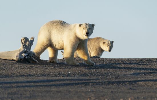 Около 50 белых медведей собрались у чукотского села из-за мертвого кита