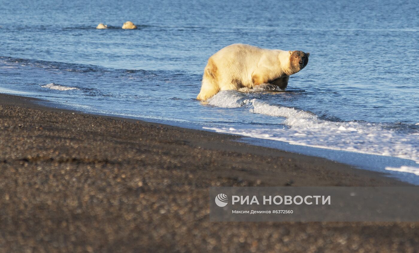 Около 50 белых медведей собрались у чукотского села из-за мертвого кита