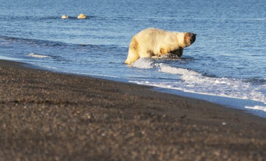 Около 50 белых медведей собрались у чукотского села из-за мертвого кита