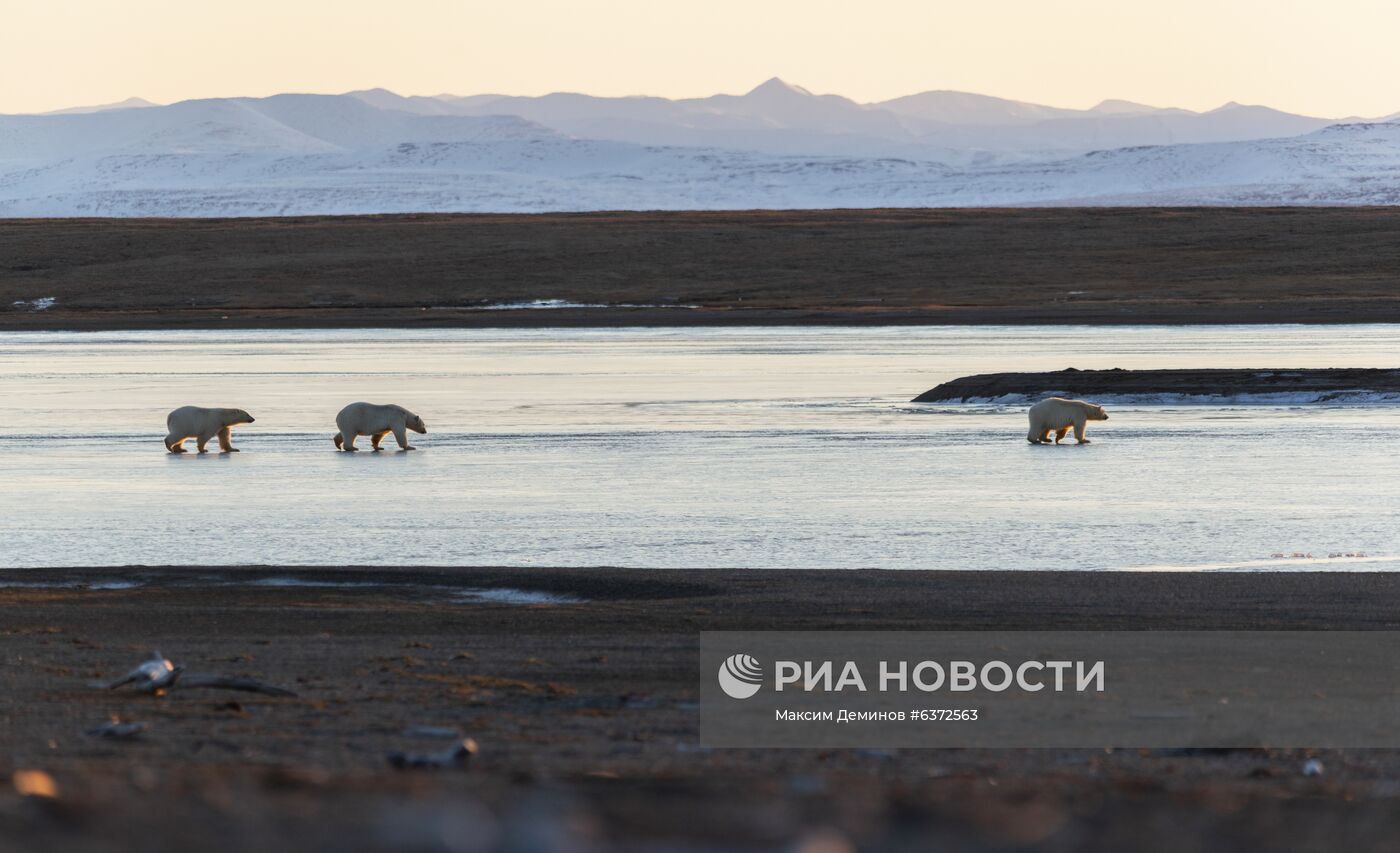 Около 50 белых медведей собрались у чукотского села из-за мертвого кита