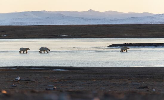 Около 50 белых медведей собрались у чукотского села из-за мертвого кита