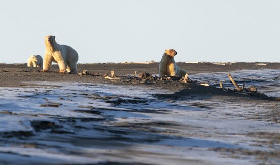 Около 50 белых медведей собрались у чукотского села из-за мертвого кита