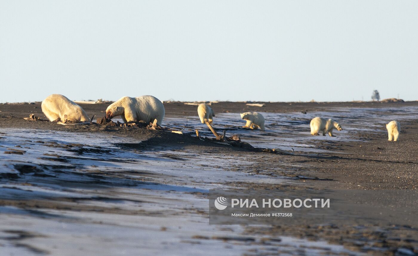 Около 50 белых медведей собрались у чукотского села из-за мертвого кита