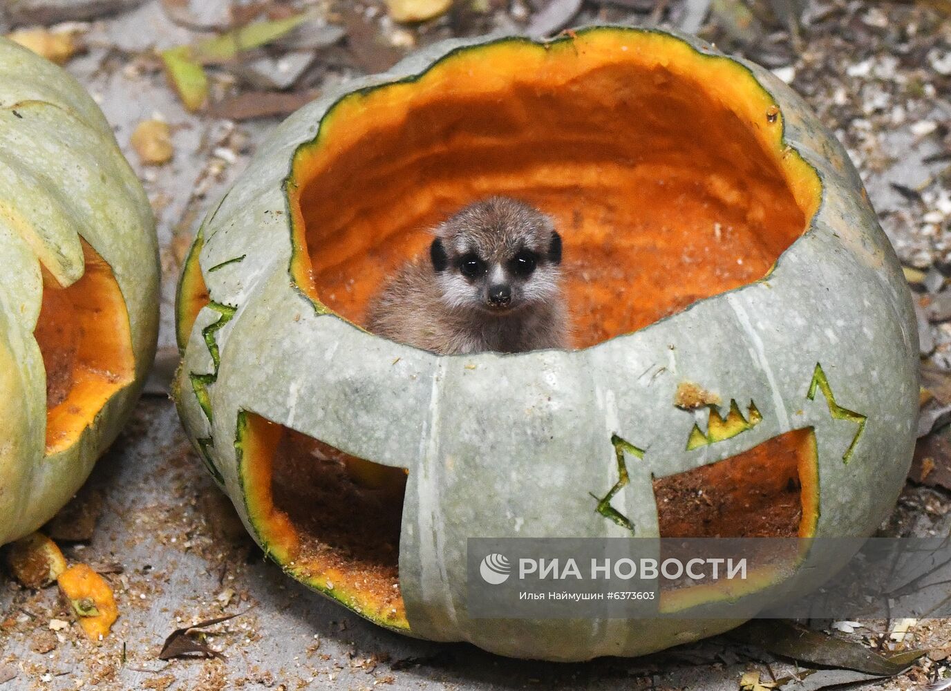 Празднование Хэллоуина в парке "Роев ручей"