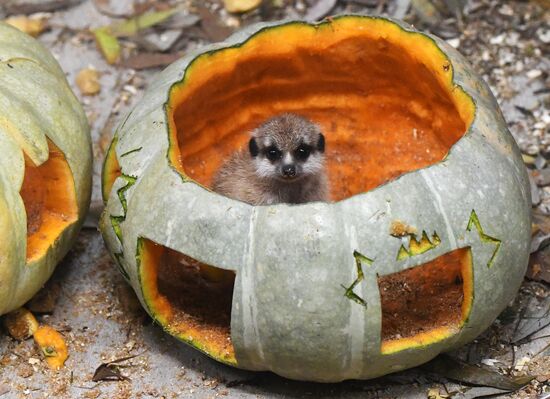 Празднование Хэллоуина в парке "Роев ручей"