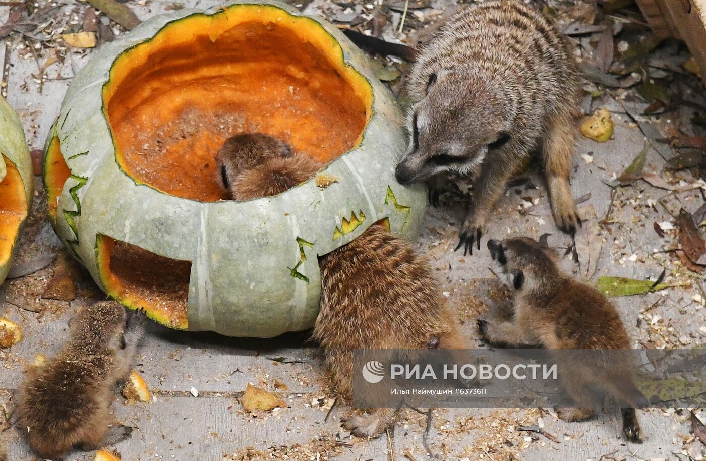 Празднование Хэллоуина в парке "Роев ручей"
