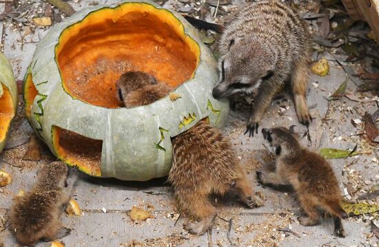 Празднование Хэллоуина в парке "Роев ручей"