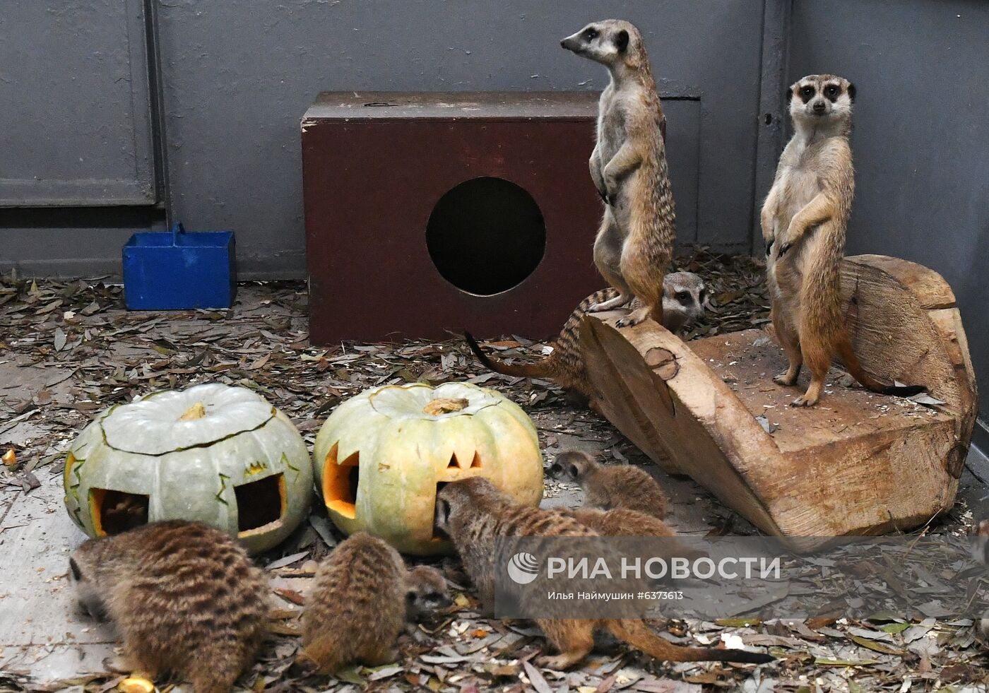 Празднование Хэллоуина в парке "Роев ручей"