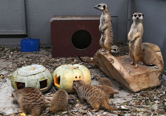 Празднование Хэллоуина в парке "Роев ручей"