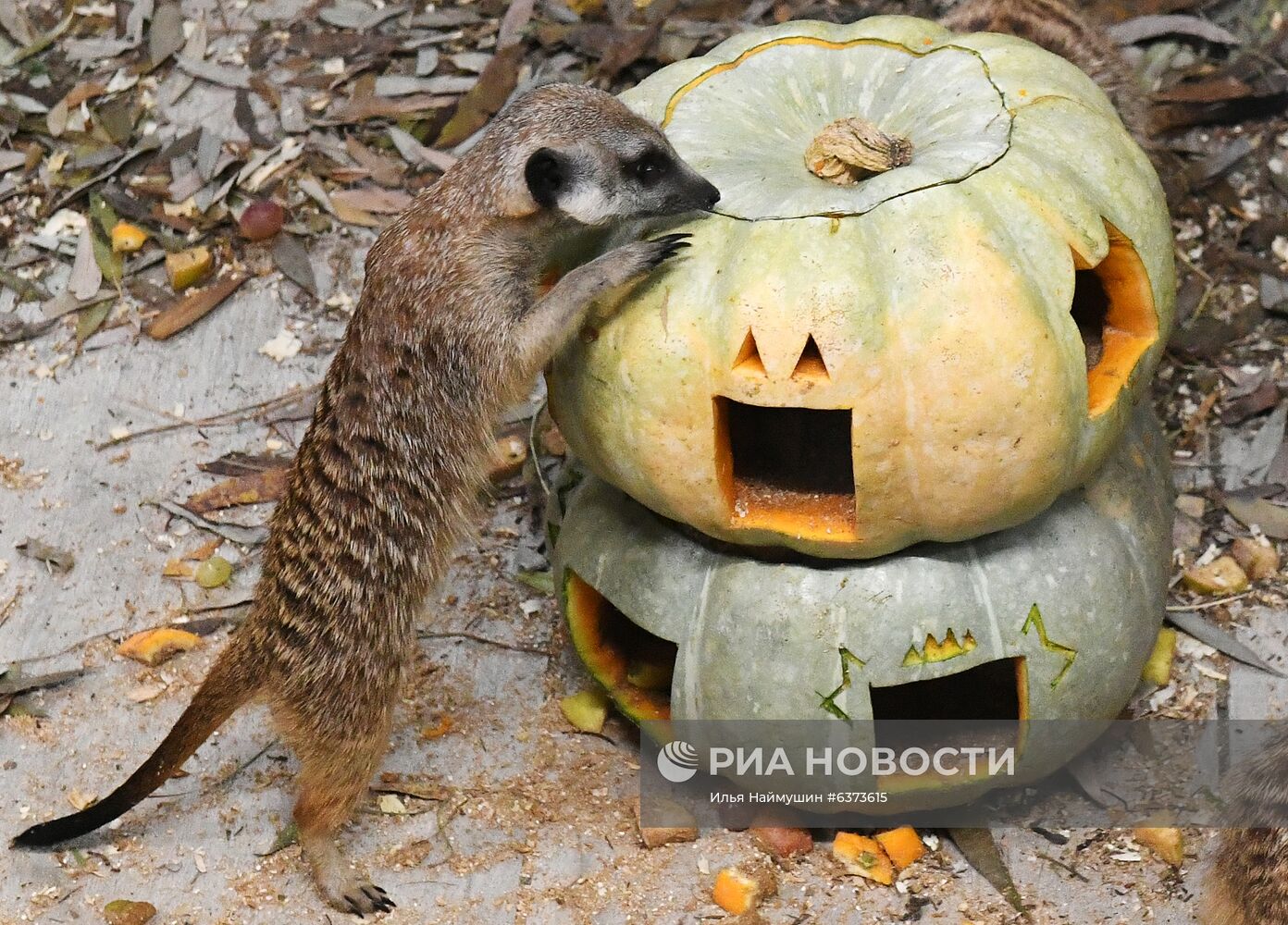 Празднование Хэллоуина в парке "Роев ручей"