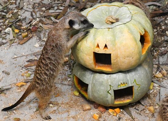 Празднование Хэллоуина в парке "Роев ручей"