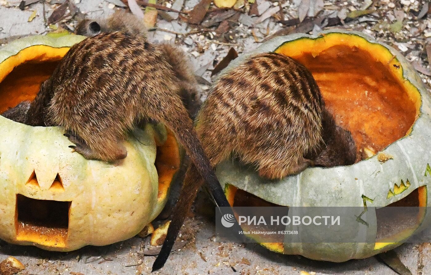 Празднование Хэллоуина в парке "Роев ручей"