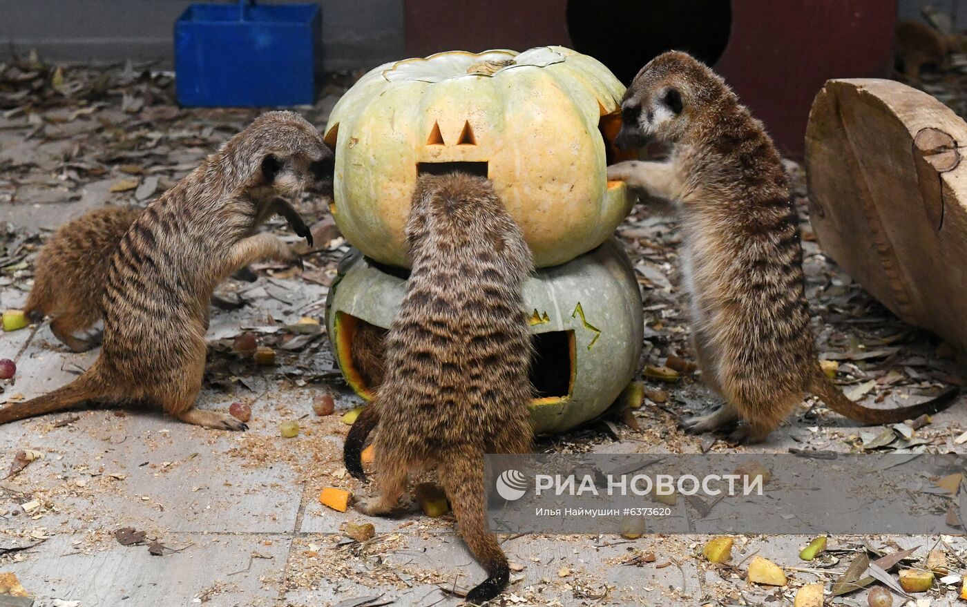 Празднование Хэллоуина в парке "Роев ручей"