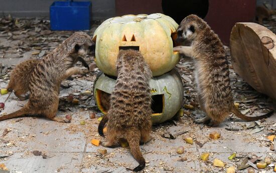 Празднование Хэллоуина в парке "Роев ручей"