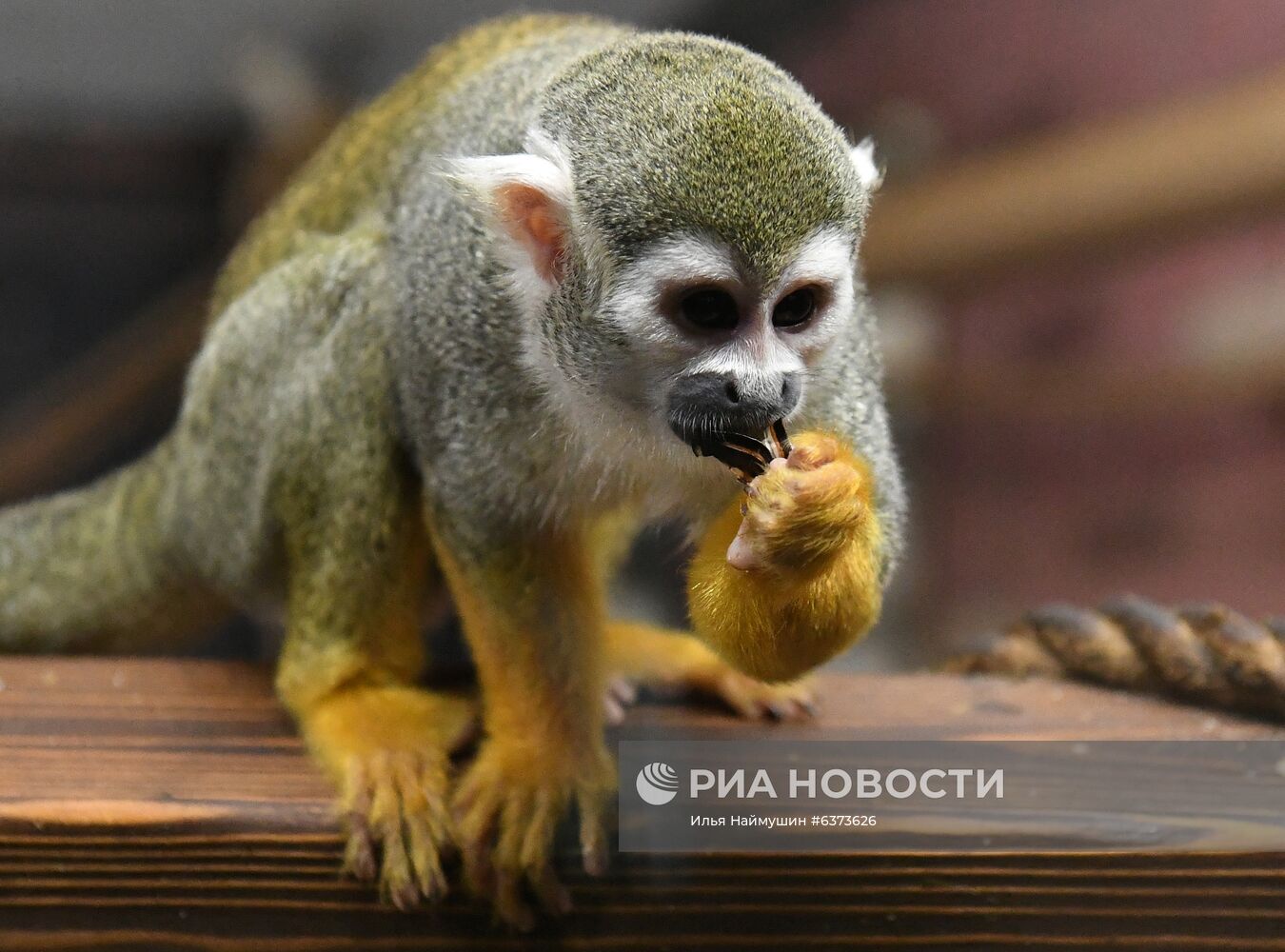 Празднование Хэллоуина в парке "Роев ручей"