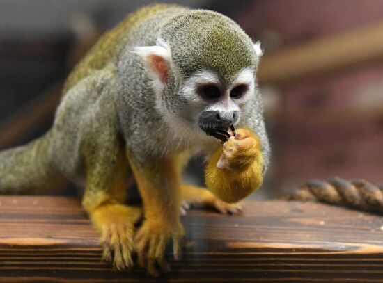 Празднование Хэллоуина в парке "Роев ручей"