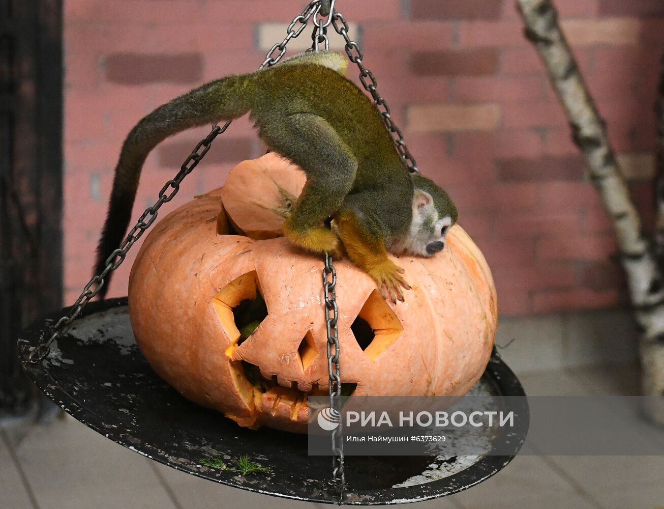 Празднование Хэллоуина в парке "Роев ручей"