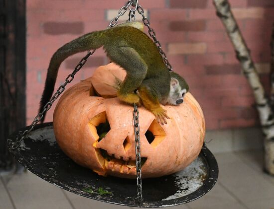 Празднование Хэллоуина в парке "Роев ручей"