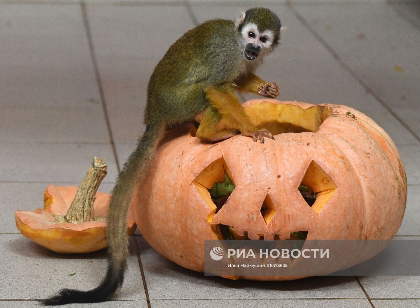 Празднование Хэллоуина в парке "Роев ручей"