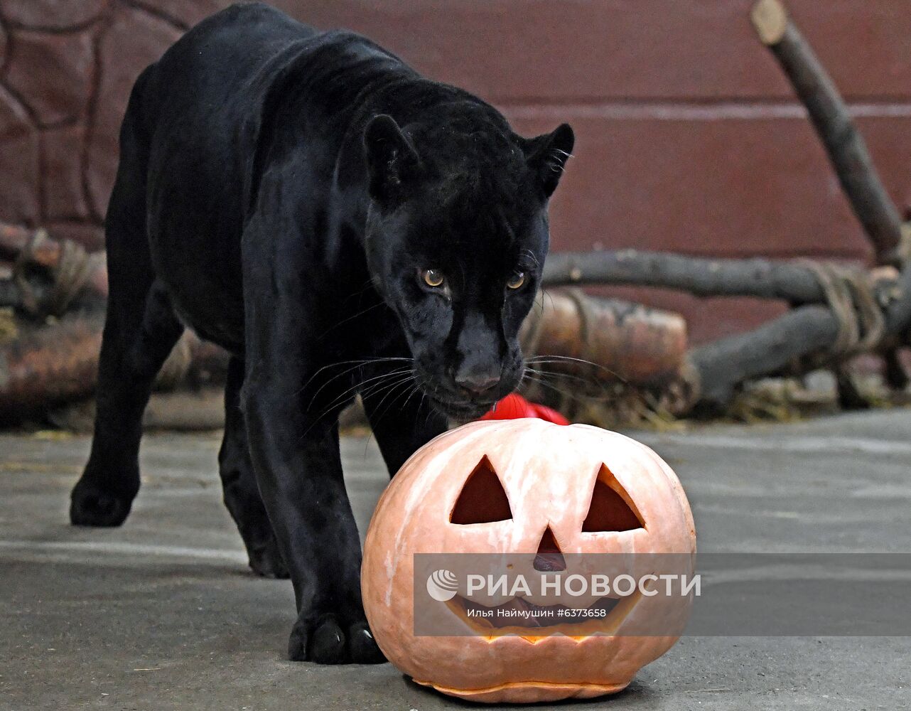 Празднование Хэллоуина в парке "Роев ручей"