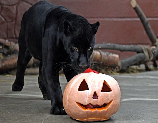 Празднование Хэллоуина в парке "Роев ручей"