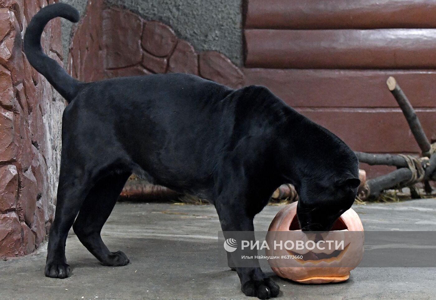 Празднование Хэллоуина в парке "Роев ручей"