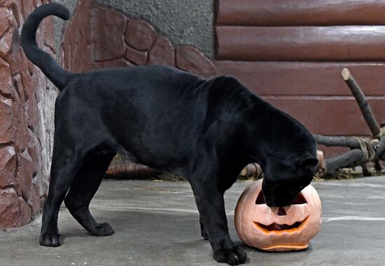 Празднование Хэллоуина в парке "Роев ручей"