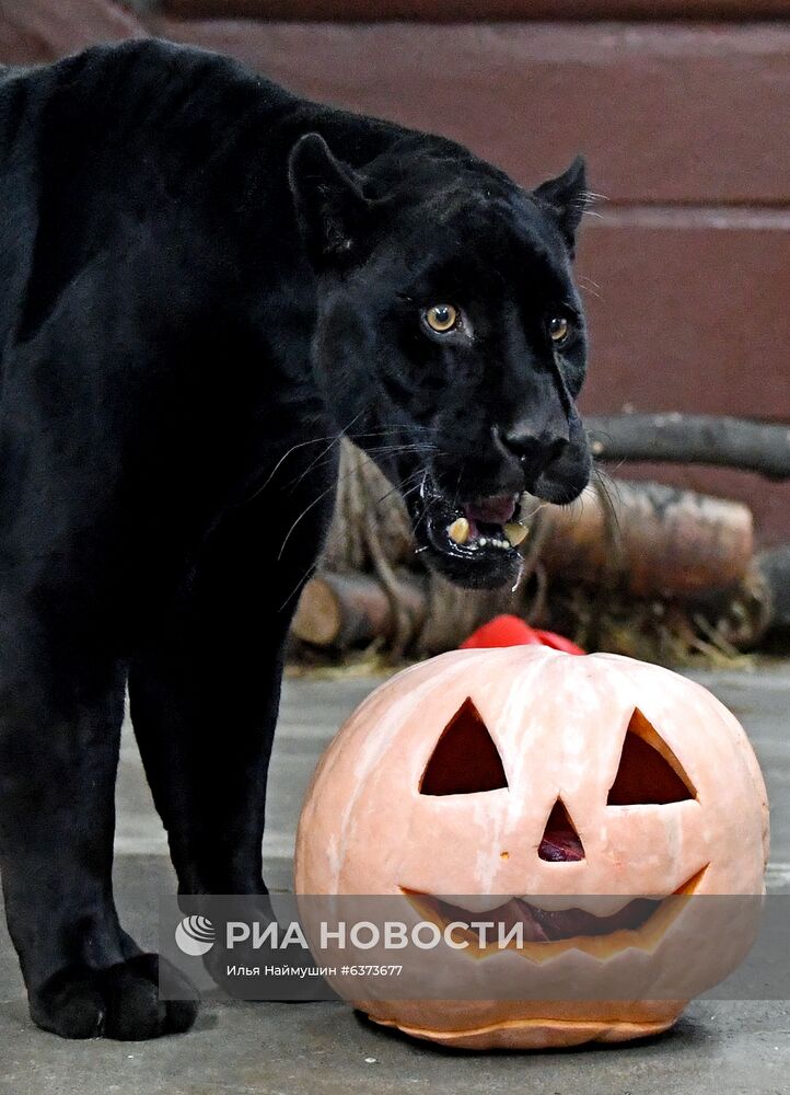 Празднование Хэллоуина в парке "Роев ручей"