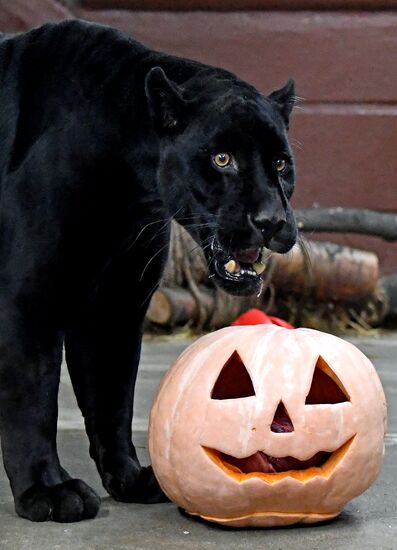 Празднование Хэллоуина в парке "Роев ручей"