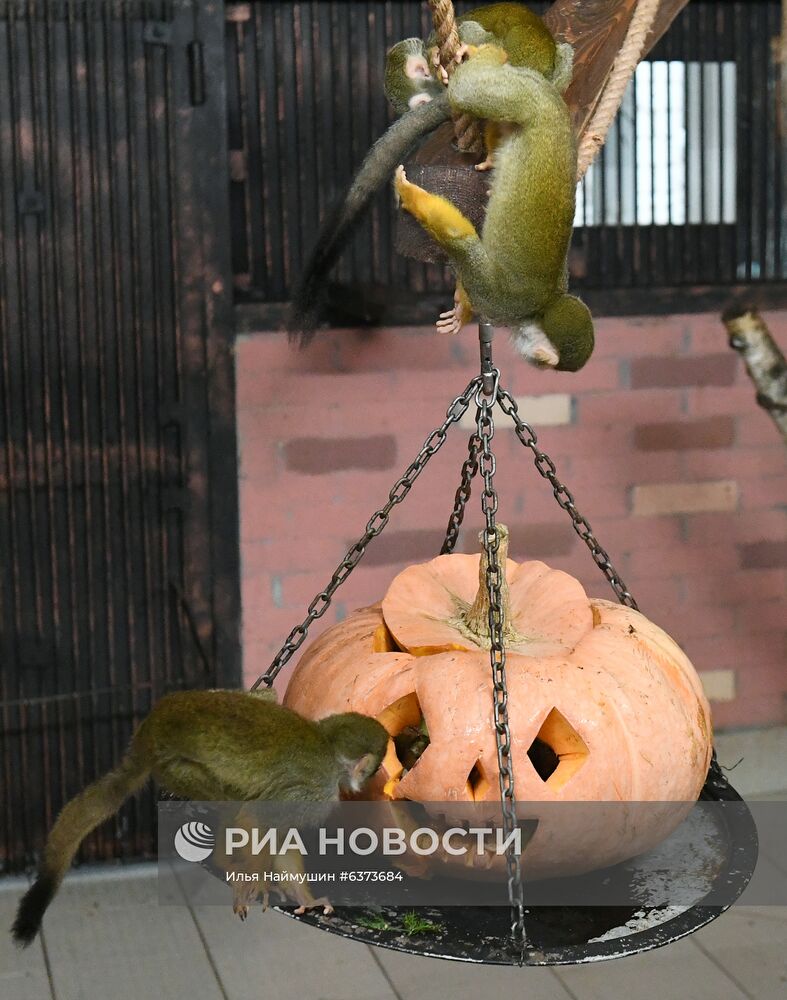 Празднование Хэллоуина в парке "Роев ручей"