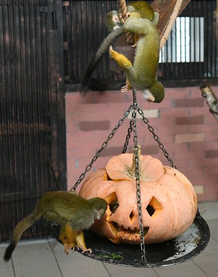 Празднование Хэллоуина в парке "Роев ручей"