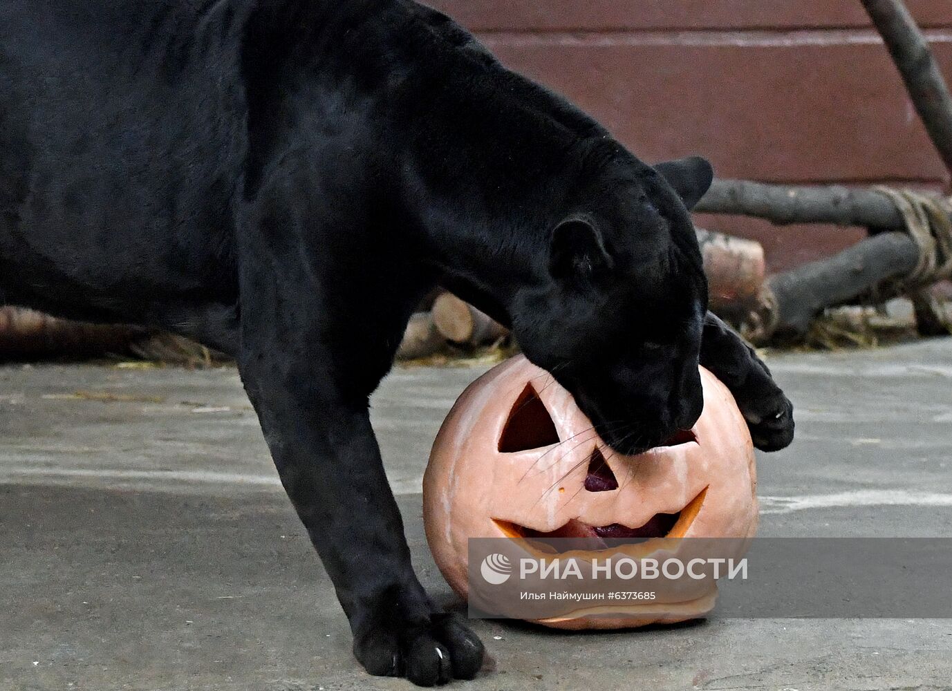 Празднование Хэллоуина в парке "Роев ручей"