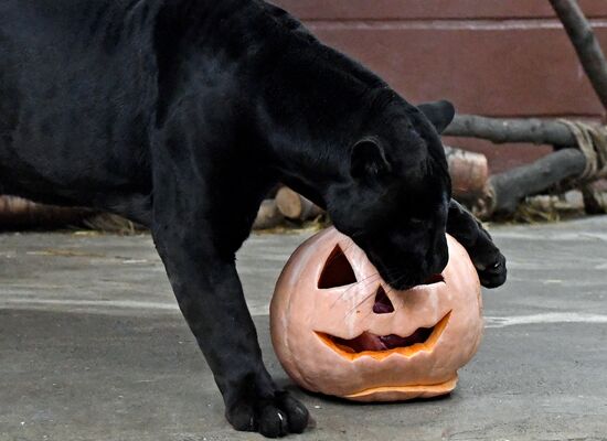 Празднование Хэллоуина в парке "Роев ручей"