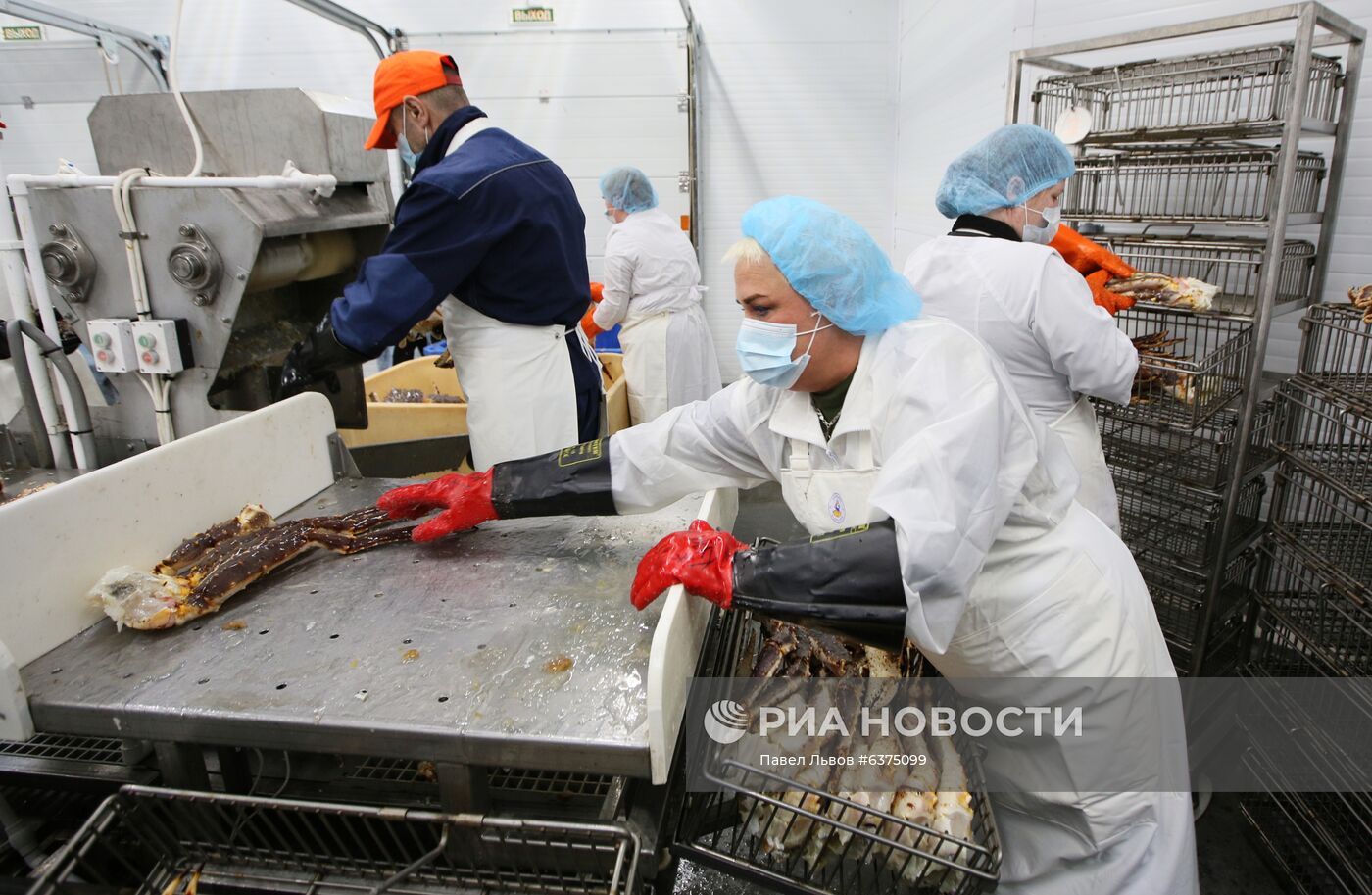 В Мурманске заработал первый цех по переработке живого краба