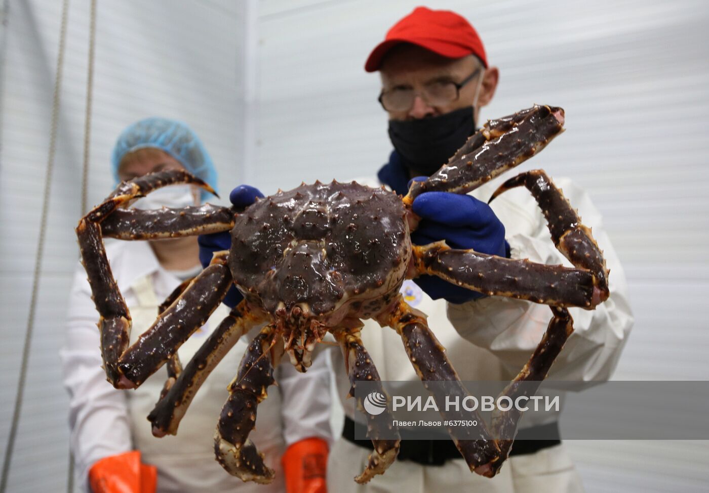 В Мурманске заработал первый цех по переработке живого краба