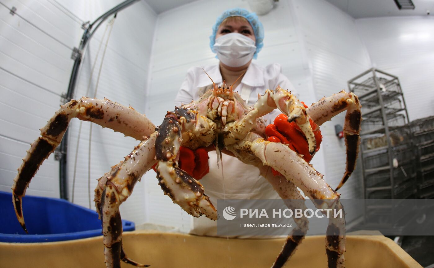 В Мурманске заработал первый цех по переработке живого краба