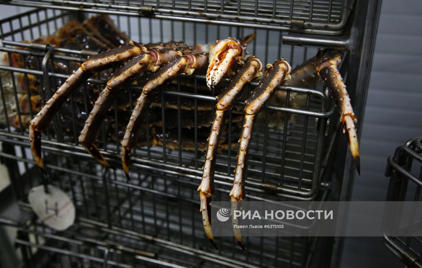 В Мурманске заработал первый цех по переработке живого краба