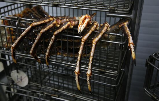 В Мурманске заработал первый цех по переработке живого краба