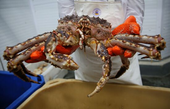 В Мурманске заработал первый цех по переработке живого краба