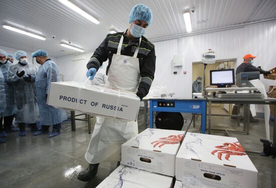 В Мурманске заработал первый цех по переработке живого краба