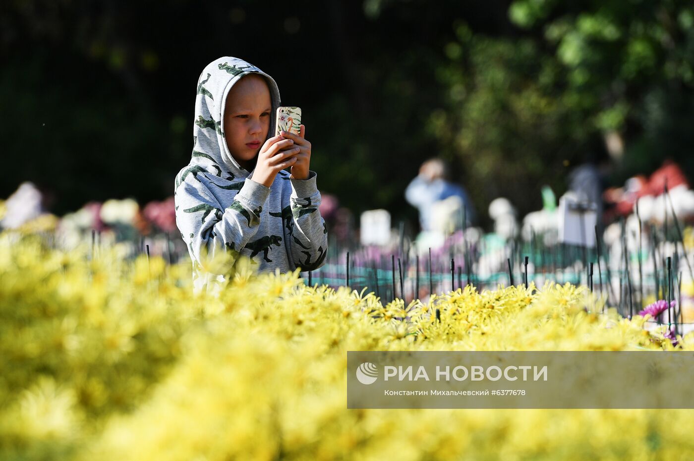 "Бал хризантем" в Никитском ботаническом саду