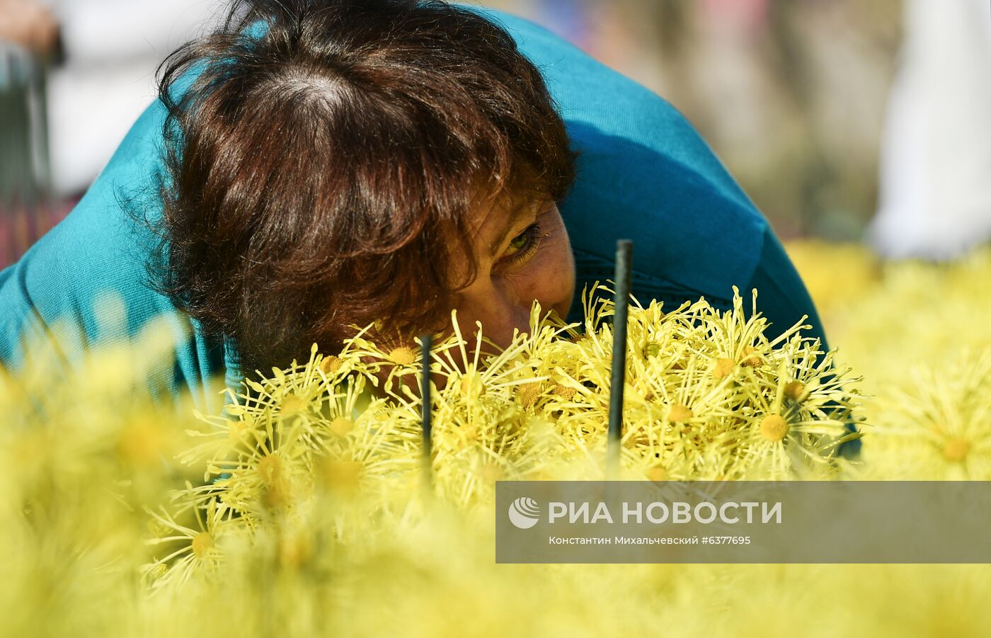 "Бал хризантем" в Никитском ботаническом саду