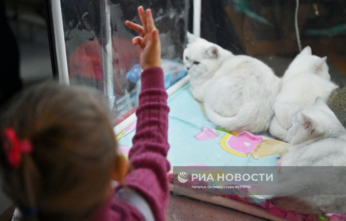 Выставка кошек "КоШарики-Шоу" в Москве