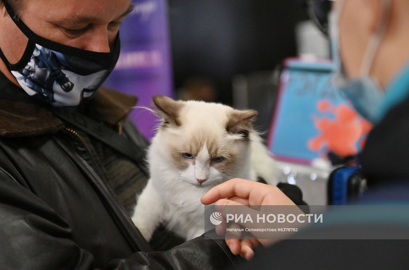 Выставка кошек "КоШарики-Шоу" в Москве