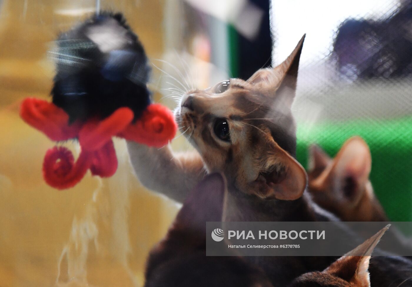 Выставка кошек "КоШарики-Шоу" в Москве