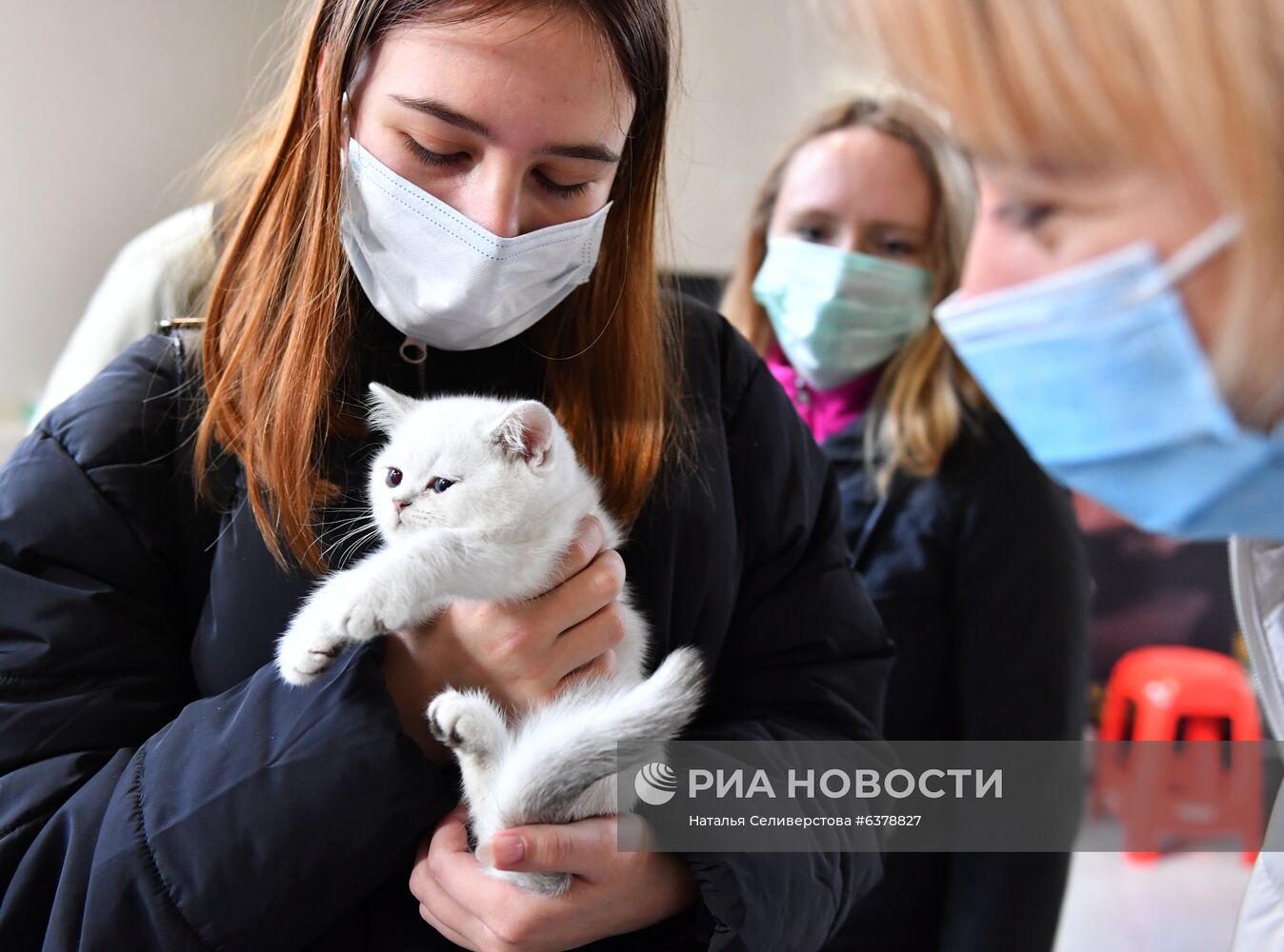 Выставка кошек "КоШарики-Шоу" в Москве